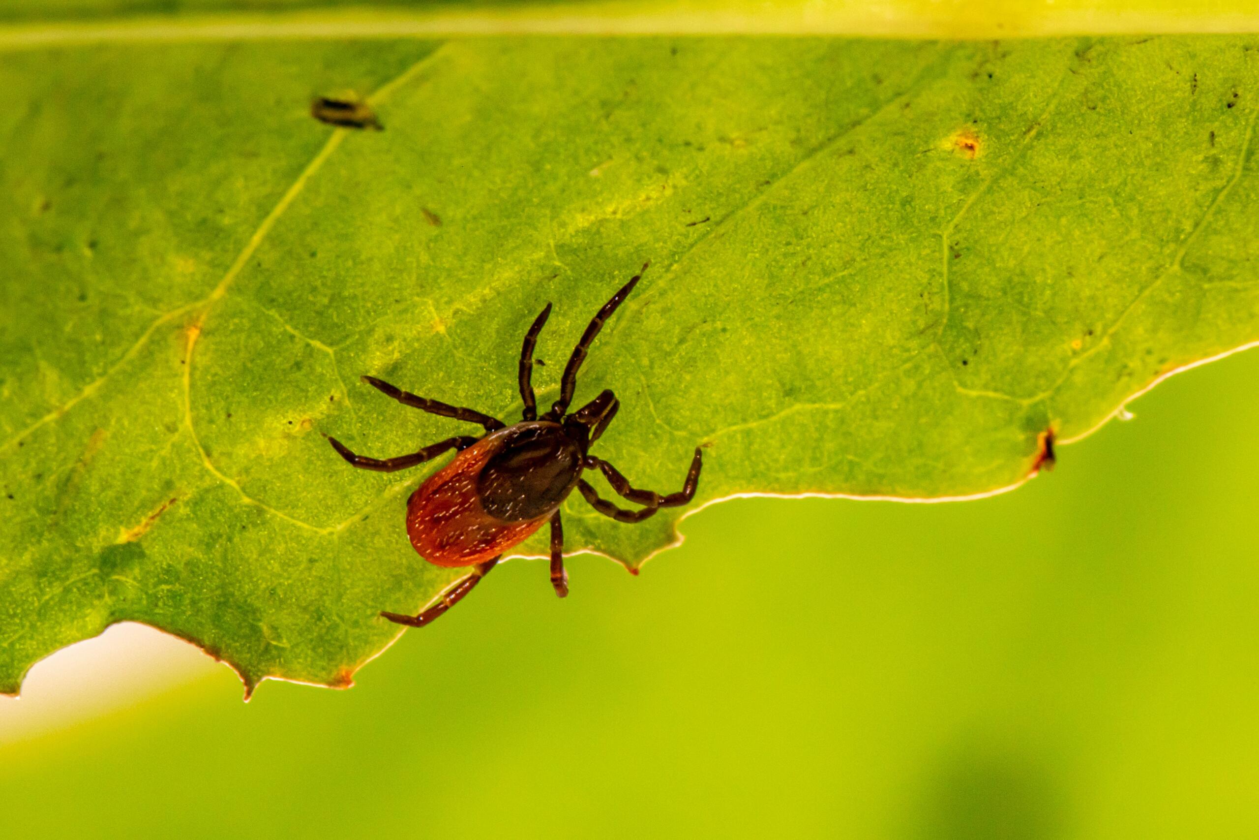 Close-up of a brownish-black tick on a bright green leaf, with the leaf veins visible and a blurred background.