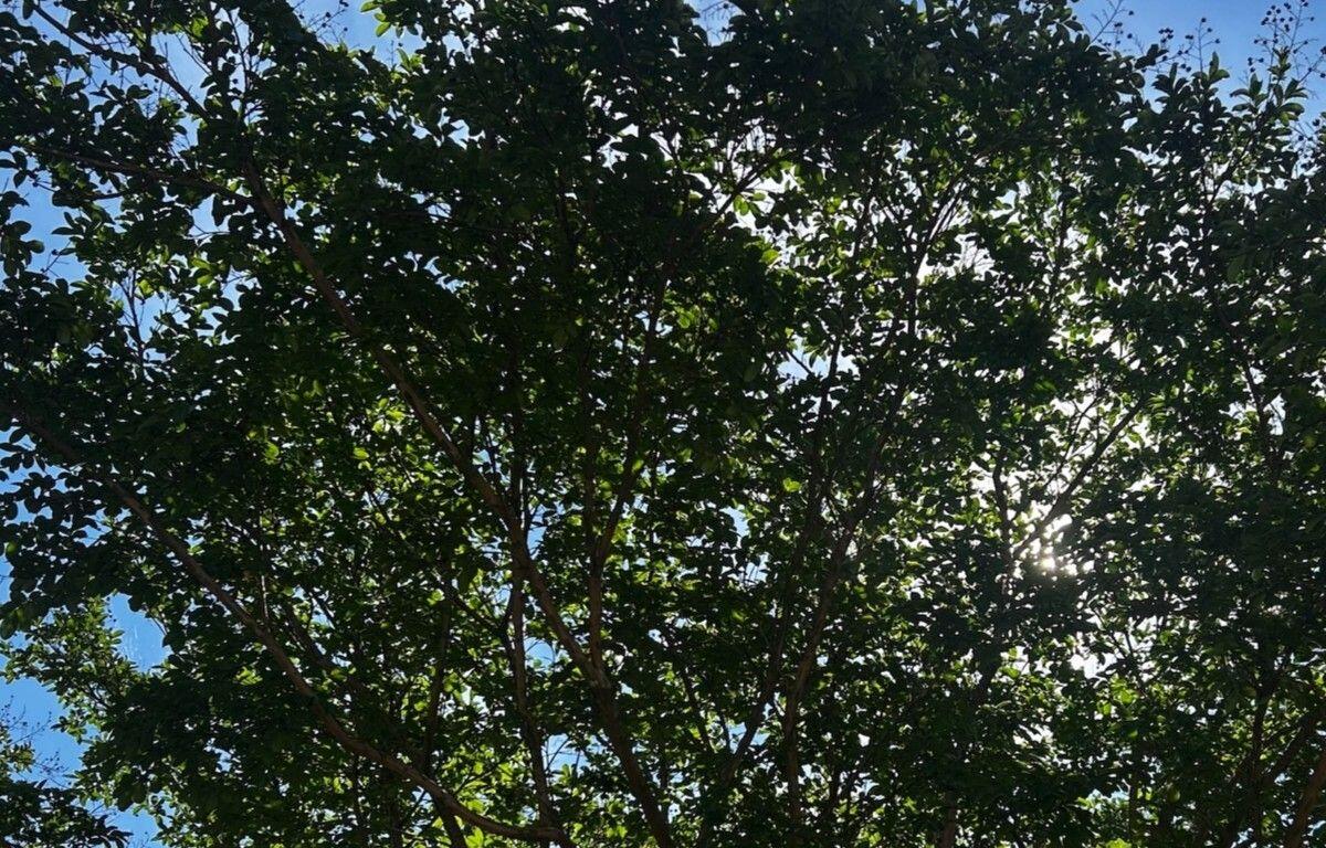 Sunlight filters through dense green leaves of a tree against a bright blue sky.