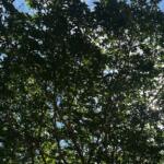 Sunlight filters through dense green leaves of a tree against a bright blue sky.