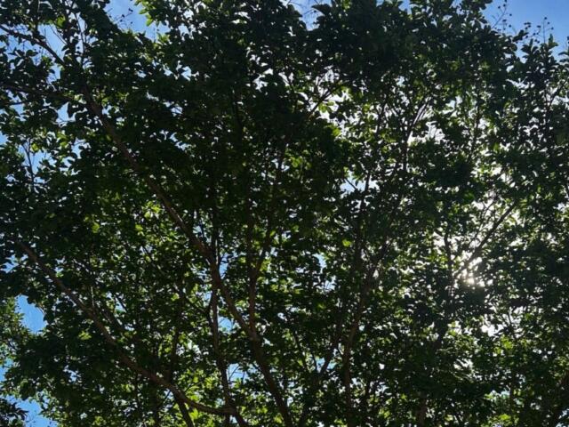 Sunlight filters through dense green leaves of a tree against a bright blue sky.