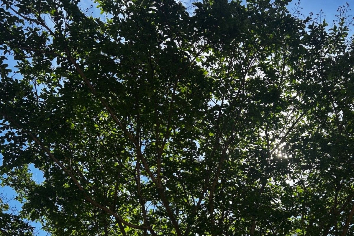 Sunlight filters through dense green leaves of a tree against a bright blue sky.
