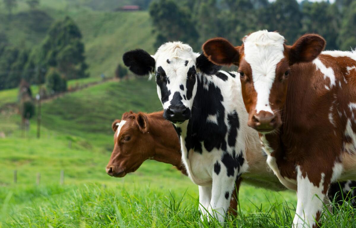 three cows standing in a grassy field