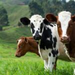 three cows standing in a grassy field