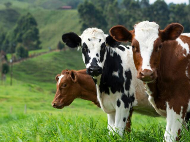 three cows standing in a grassy field