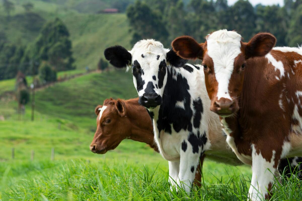 three cows standing in a grassy field