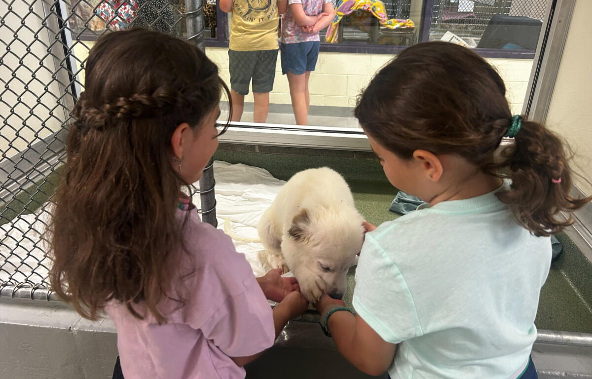 Two children pet a fluffy white dog inside a kennel-like enclosure, touching it through a low barrier behind a chain-link fence.