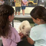 Two children pet a fluffy white dog inside a kennel-like enclosure, touching it through a low barrier behind a chain-link fence.