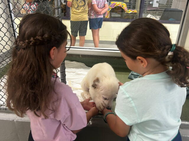 Two children pet a fluffy white dog inside a kennel-like enclosure, touching it through a low barrier behind a chain-link fence.