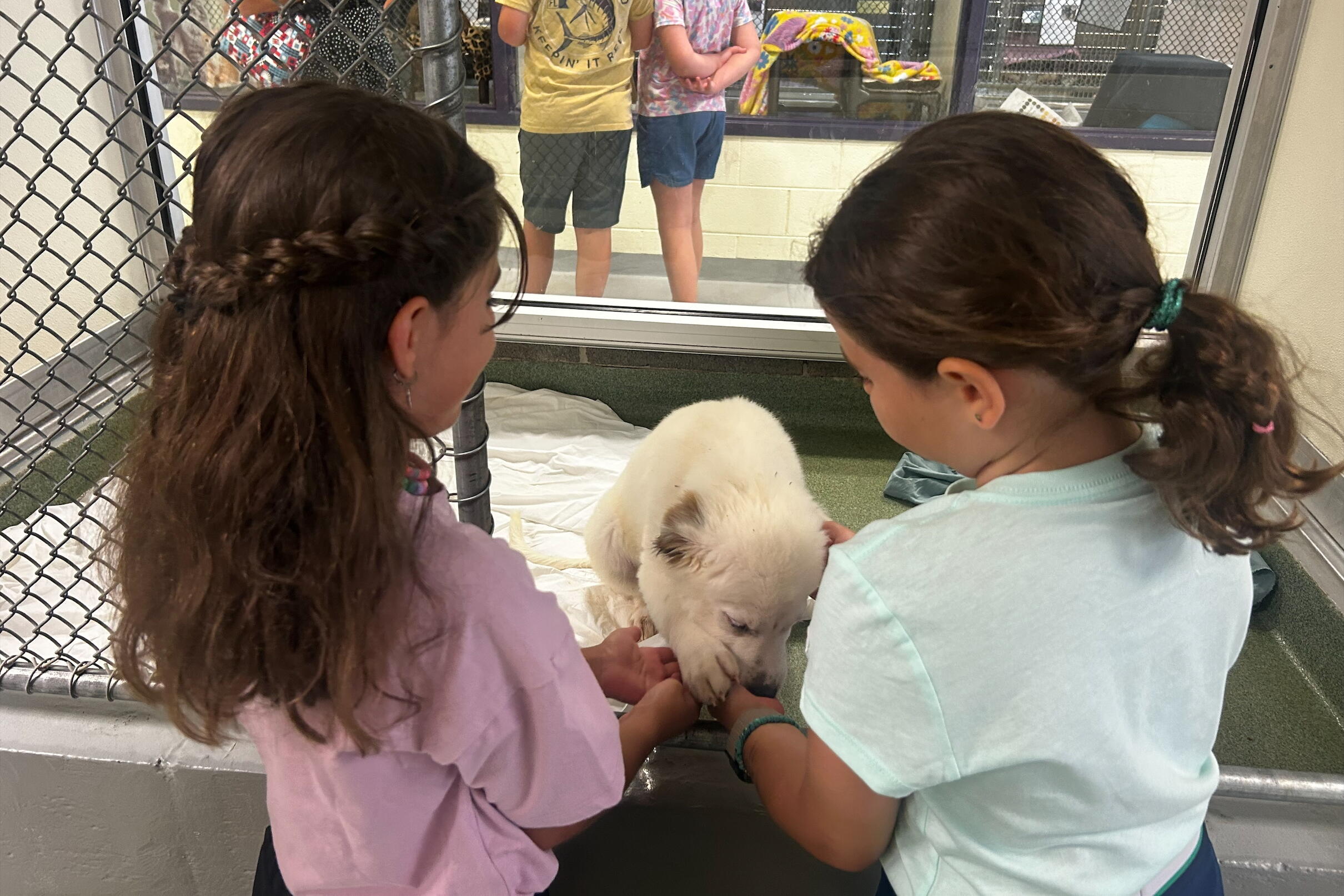 Two children pet a fluffy white dog inside a kennel-like enclosure, touching it through a low barrier behind a chain-link fence.