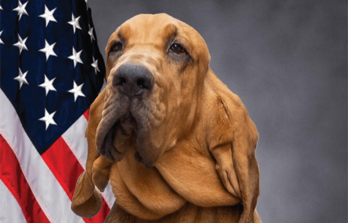 CPD K-9 Blue