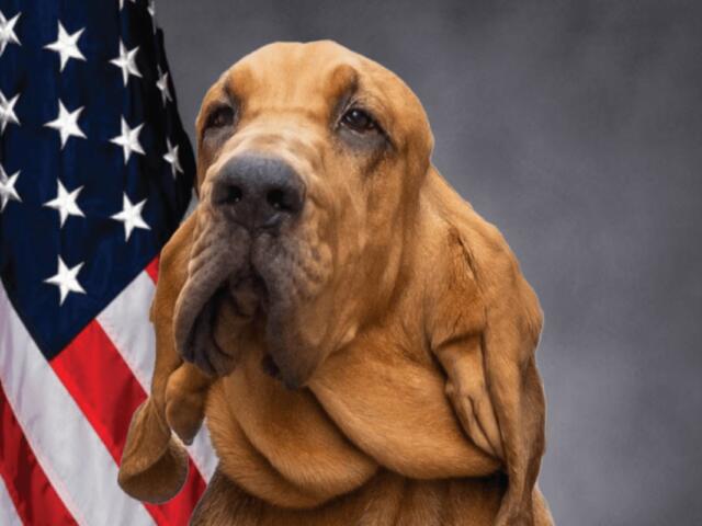 CPD K-9 Blue