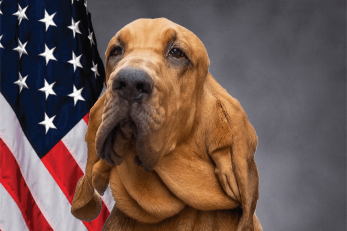 CPD K-9 Blue