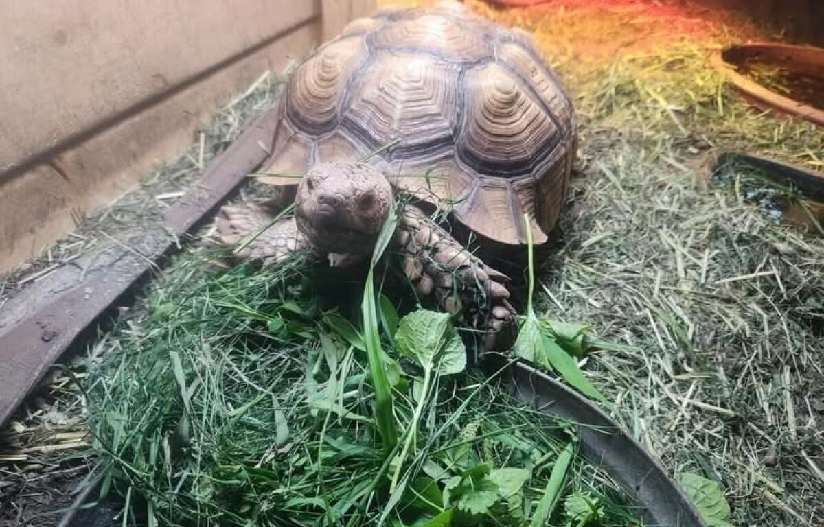 Rowdy the missing tortoise.