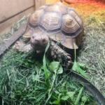 Rowdy the missing tortoise.