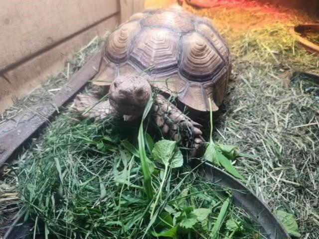 Rowdy the missing tortoise.