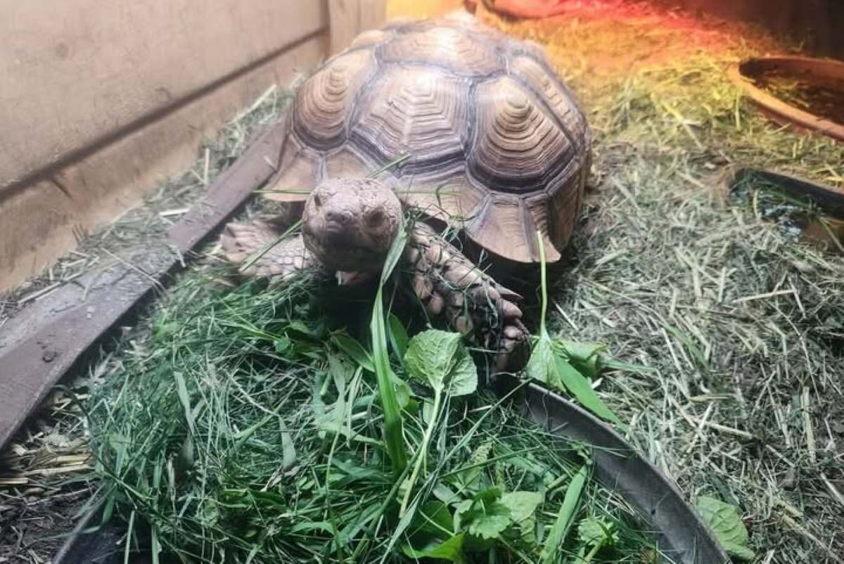 Rowdy the missing tortoise.